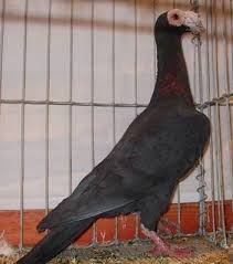 English Carrier Pigeon Palomas Mensajeras Paloma Animales