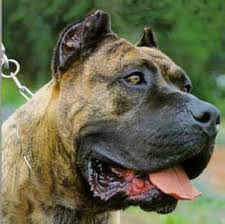 Perro de presa canario the castle of presa is the true home of the real perro de presa canario. Do Presa Canario S Make Good Family Pets