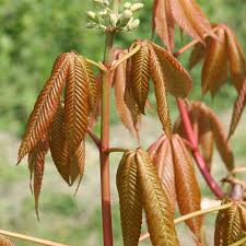 Image result for Aeollanthus neglectus