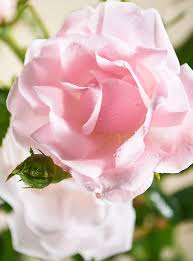 'new dawn' was named world's favorite rose i. Kletterrose New Dawn Rosa New Dawn Gunstig Online Kaufen