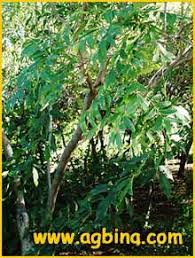 Image result for Atalaya alata