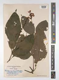 Image result for Whitfieldia thollonii