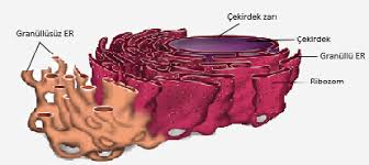 Sitoplazma Ve Organeller Ribozom Lizozom Golgi Cisimcigi Endoplazmik Retikulum Koful Mitokondri Kloroplast Kromoplast Lokoplast Peroksizom Sentrozom Sentriyoller Hucre Iskeleti Cekirdek Hucre 4 Biyoloji Konu Anlatimi Ders Notlari