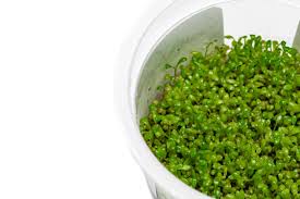 Image result for Elatine