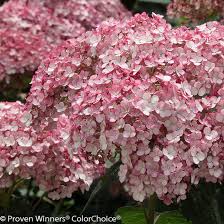 Image result for Hydrangea arborescens Pink Anabelle