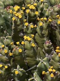 Image result for Euphorbia neoglaucescens