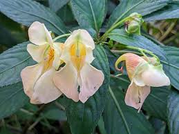 Image result for Impatiens gomphophylla