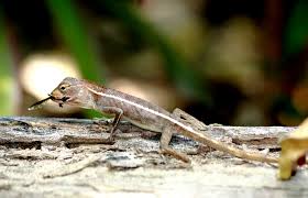 But if that bug is a dragonfly, fret not—it's one of the best insects to have around, especially because they'll eat up all the mosquitos. File Img4279 Burma Arakan State Ngapali City Lizard Eating Dragon Fly 7744866754 Jpg Wikipedia