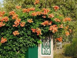 Rankpflanzen Winterhart Rankpflanzen Mediterrane Pflanzen Winterhart Winterharte Pflanzen