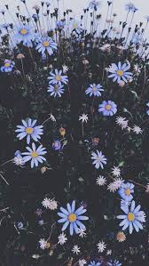 30 Marvelous Flower Wallpaper For Sytle Your New Iphone Sunflower Wallpaper Blue Wallpapers