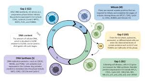 Image result for Cell Cycle