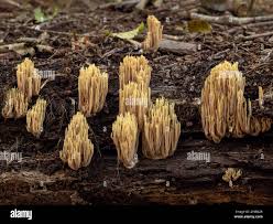 Image result for Ramaria stricta