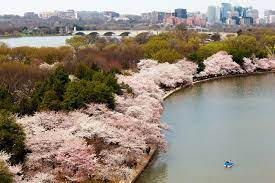I bought a kwanzan this year. Types Of Trees Cherry Blossom Festival U S National Park Service