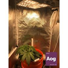 Maybe you would like to learn more about one of these? Ancient Og Bagseed 22v Enjoying An Uprade In Lighting 130 Watt China Led 65 Watt Hlg Qb Microgrowery