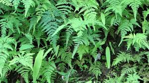 Image result for Blepharispermum