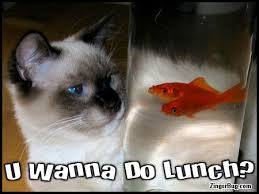 Wanna Do Lunch Funny Cat With Goldfish Glitter Graphic Comment Pet Fish Cats Funny Cats
