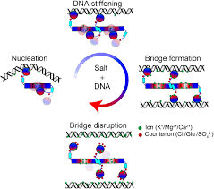 Dna mutation simulation activity answer key. Structural Basis For Osmotic Regulation Of The Dna Binding Properties Of H Ns Proteins Biorxiv