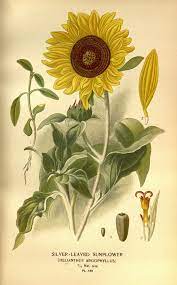 N192 W1150 Sunflower Illustration Botanical Illustration Sunflower Drawing