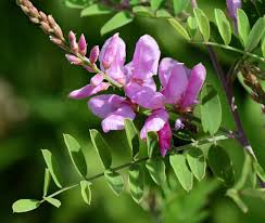 Image result for Indigofera lupatana