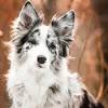 Trained and training cute tri colored black and white , red, sable, blue merle and gold border collie puppies and dogs. 1