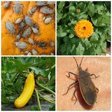 Maybe you would like to learn more about one of these? Control Squash Bugs 12 Ways How To Kill Squash Bugs