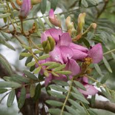 Image result for Virgilia oroboides