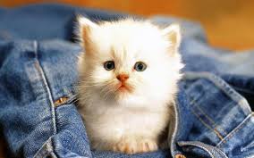 Hd Katten Wallpapers En Foto S Katten En Kittens Schattige Kat Perzische Kittens
