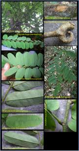 Image result for Dalbergia