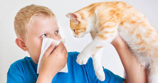 Kedi Alerjisi Belirtileri Ve Tedavisi Alerjik Gen Tr
