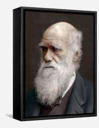 Darwin, Australia Framed Canvas Wall Art: Prints, Paintings & Posters