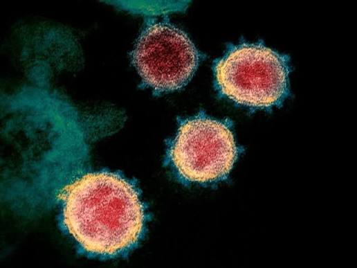 Biden's Own COVID Czar Now Says the Virus 'Probably' Leaked From a Wuhan Lab