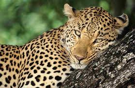 The african animals included in the list below represent just a fraction of the continent's amazing biodiversity. Africa S Top 12 Safari Animals And Where To Find Them