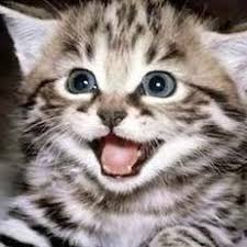 Image result for lolcats