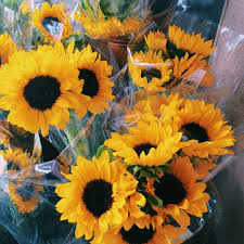 Aesthetic aesthetic minimalist aesthetic sunflowers and roses written by macpride friday, august 25, 2017 add comment edit. Pin Lillieataylor Insta Lillieeataylorr Beautiful Flowers Plant Aesthetic Sunflowers And Roses