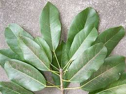 西表植物図鑑