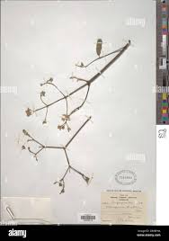 Image result for Stereospermum kunthianum