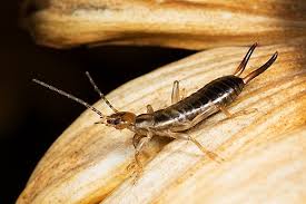 Earwigs undergo metamorphosis in which they change stages from egg to nymph (baby/juvenile) to adult. What Are Earwigs Earwig Identification Prevention In Pennsylvania