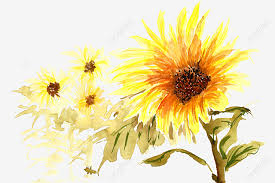 Mempunyai ciri fisik yang unik, berwarna. Gambar Bunga Matahari Yang Indah Lukisan Tangan Gaya Cina Anggun Png Transparan Clipart Dan File Psd Untuk Unduh Gratis