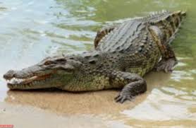 صور تمساح انواع التماسيح واين تعيش Nile Crocodile Big Animals Crocodiles