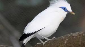 Search the world's information, including webpages, images, videos and more. 4 Cara Melestarikan Burung Jalak Bali Arenahewan Com