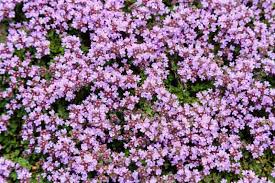 Image result for Campylospermum hiernii