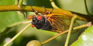 Insects were thought by some people to be quite similar to mankind. What Is Brood X What To Know About Cicadas Emerging In 2021