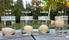 The Egg Float Test For Freshness Fresh Eggs Daily