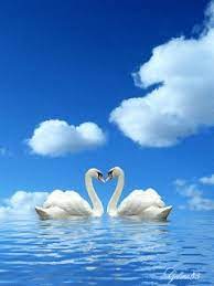 Animated Swans Download Swans Screensaver For Mobile Phone Swans Screen Saver For Screen Savers Animation Swan
