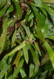 Image result for Loxogramme