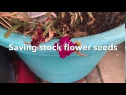 Welcome to the flower seed superstore! Saving Stock Flower Seeds 2020 Vid 26 Youtube