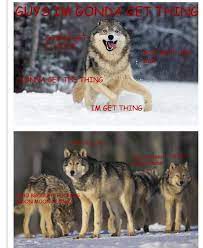 Oh How I Laughed Imgur Funny Wolf Moon Moon Memes Cute Funny Animals