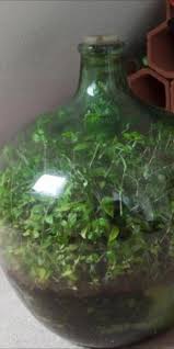 Maybe you would like to learn more about one of these? Man S Thriving Garden Sealed In A Bottle Hasn T Been Watered In Decades The Weather Channel Articles From The Weather Channel Weather Com