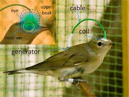 Jump to navigation jump to search. Magnetic Compass Of Garden Warblers Is Not Affected By Oscillating Magnetic Fields Applied To Their Eyes Scientific Reports