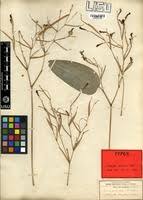 Image result for Marantochloa purpurea